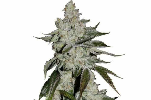 Girl Scout Cookies Auto strain GSC autoflower seeds