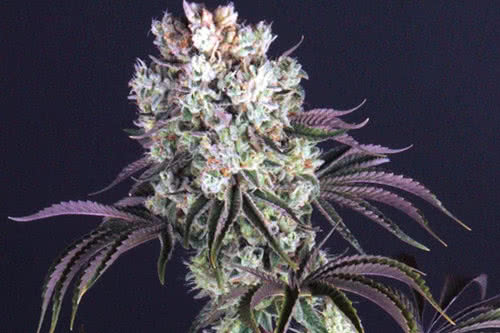 Glookies marijuana strain fem seeds
