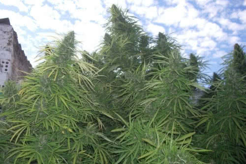 Golden Tiger gigantic marijuana plant with the most yield grown outdoors