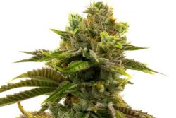20 Best Short Weed Strains to Grow in Small Spaces 2023 - Mold ...