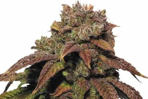 Green Crack cannabis strain high-yield marijuana plant seeds
