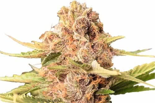GSC Extreme best yield indoor weed strain seeds