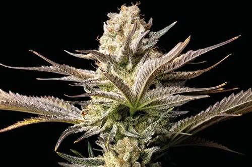 LA Peyote Kush cannabis strain kush genetics