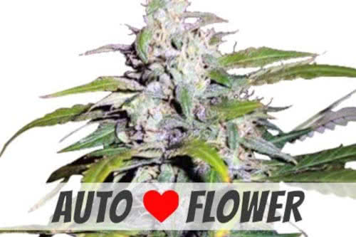 Lowryder Auto cannabis genetics, the original short autoflower plant