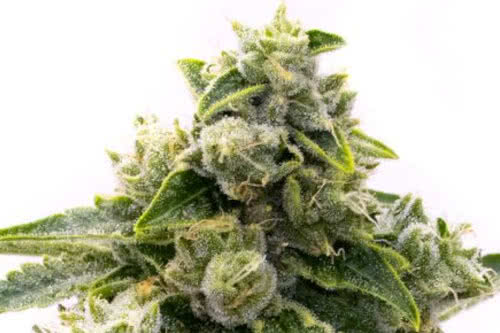 Master Kush Cannabis Seeds Low Profile Bushy Indica Strain