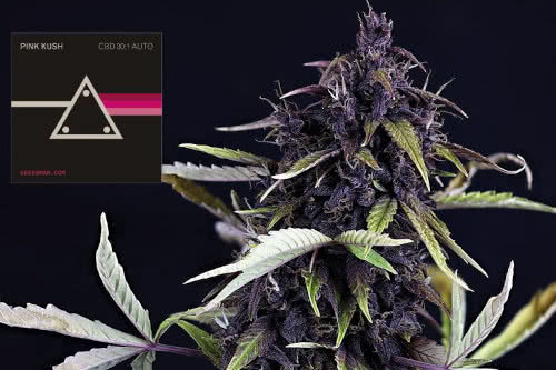 Pink Kush CBD 30:1 Auto Cannabis Strain Seeds