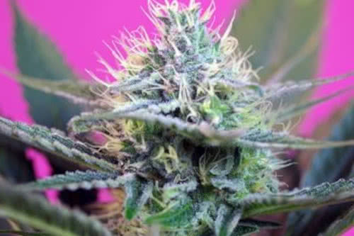 Plus Speed Auto Seeds, fast flowering and low height cannabis strain