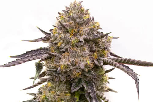 Purple Haze weed strain with the most yield for indoor growing