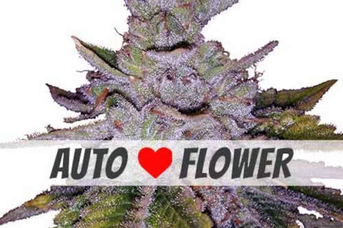 Purple Kush Autoflower Seed Marijuana Strain