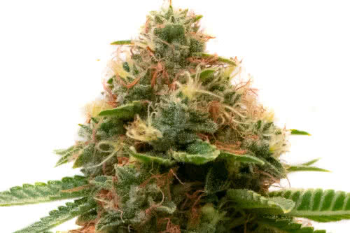 Shiskaberry Kush cannabis strain exotic genetics
