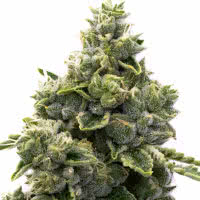 Strain of the Month September 2022 - Mold Resistant Strains