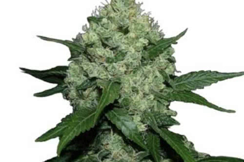 Super Skunk outdoor weed plant best yield marijuana seeds
