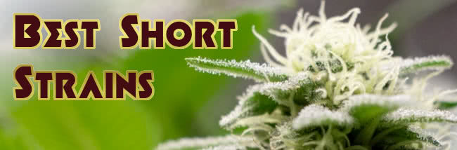 Top 20 Best Short Marijuana Strains for Growing in Small Spaces