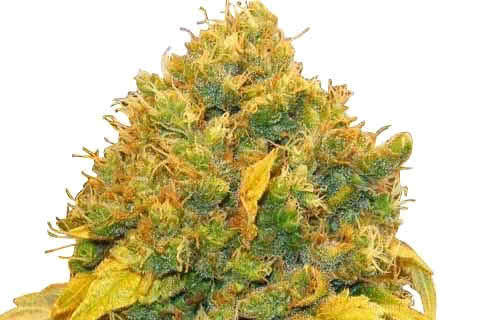 Banana Kush, high-THC indica strain of cannabis