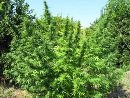 Bangi Haze, fast-growing and mold resistant sativa strain adapted to the outdoors