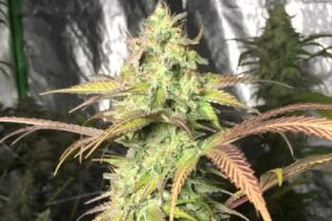 Top 25 Best Sativa Strains 2024 - Mold Resistant Strains