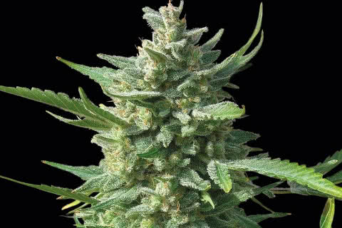 Critical Kush, high yielding indica weed strain