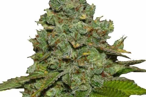 Do-Si-Dos, popular strong high-THC indica strain of marijuana