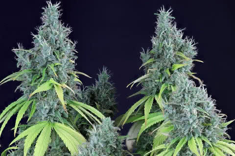 Doctor Seedsman CBD, medical cannabis sativa strain