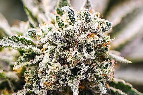 GMO, exotic indica weed strain with maximum potency