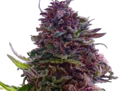 Grand Daddy Purple, best purple indica weed strain