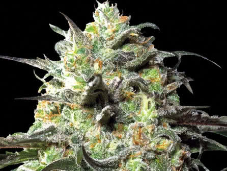 Peyote Cookies, robust and easy to grow indica strain with great mold resistance