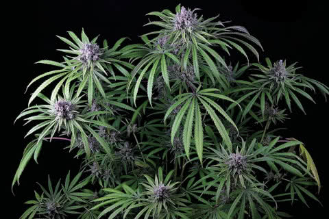 Purple Ghost Candy, strong exotic sativa strain