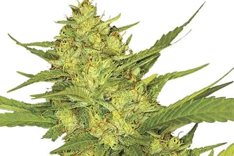Sour Diesel, highly regarded sativa weed strain
