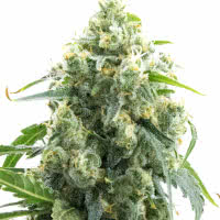 Strain of the Month November 2022 - Mold Resistant Strains