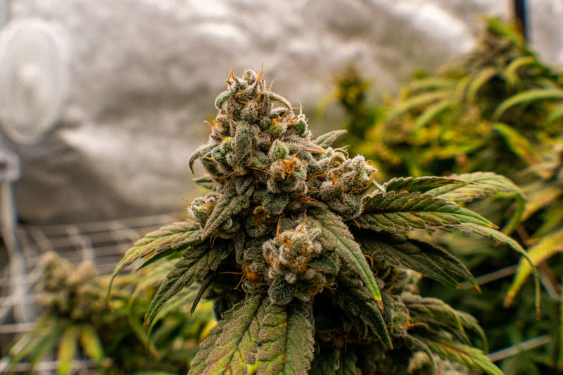 20 Best Indoor Strains of Marijuana: Seed Guide