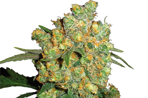 Big Bud, the definitive high yield cannabis strain seeds