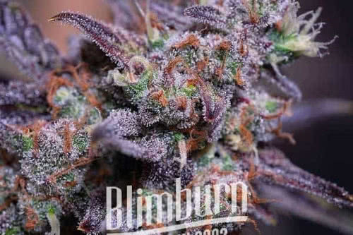 Blackberry Moonrocks exotic strain by Blimburn