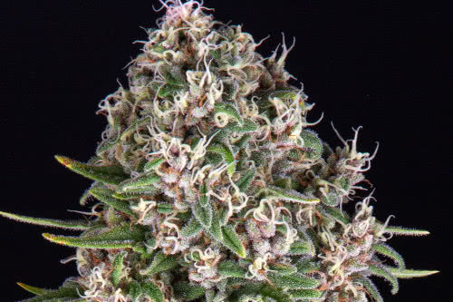 Blue Cheese strain, short and stocky cannabis plant seeds