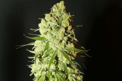 Cannatonic Regular Seeds, low-THC, high-CBD medical cannabis strain