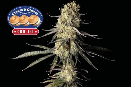 Cream & Cheese CBD 1:1 Feminized Seeds, high-CBD medical cannabis strain
