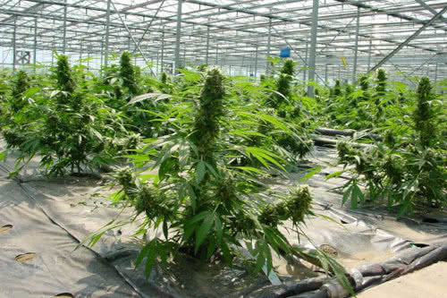 Critical Mass Regular Seeds, an extremely high yielding indica cannabis strain