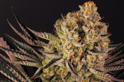 Do Si Dos 33 Feminized Seeds, potent and productive American strain