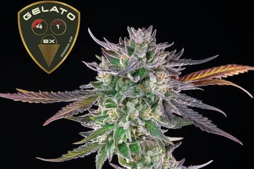 Gelato 41 BX Feminized Seeds, extremely high-THC cannabis strain