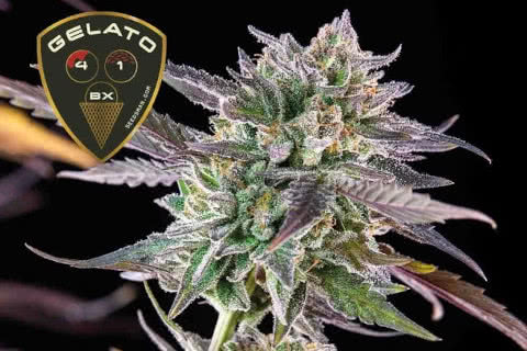 Gelato 41 BX, a new high-THC indica strain of cannabis