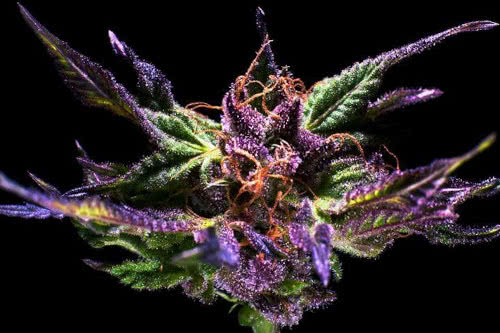 Grandaddy Purple strain of marijuana indoors