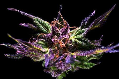 Grand Daddy Purple aka GDP marijuana strain