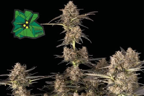 Green Crack Autoflowering Seeds, strong and energetic auto weed strain