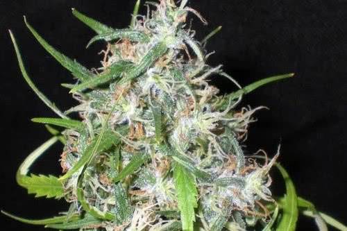 Mama Thai Regular Seeds, early flowering psychedelic sativa strain