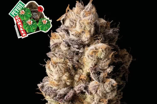Peyote Gorilla Feminized Seeds, super resinous and strong marijuana strain