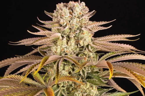 Pineapple Express new high yield marijuana strain seeds
