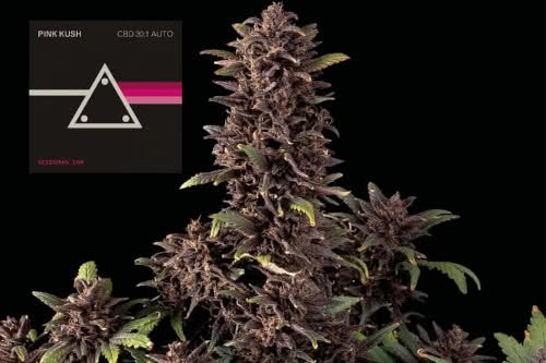 Pink Kush CBD 30:1 Autoflowering Seeds, pink and purple colored high-CBD medical strain