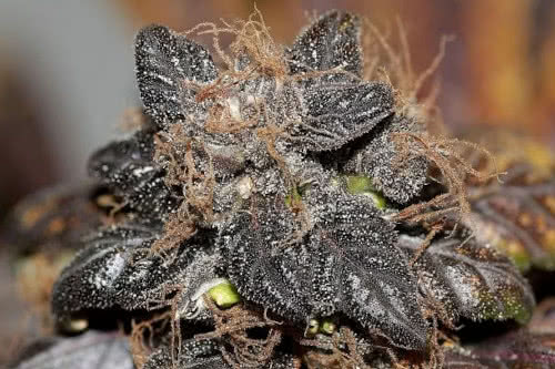 Purple Bud Regular Seeds, purple-colored American weed strain