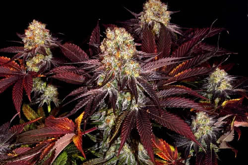 Runtz x Layer Cake high-yield marijuana strain indoors