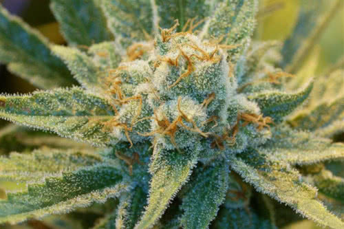 Super Silver Haze Regular Seeds, cannabis-cup winning sativa strain