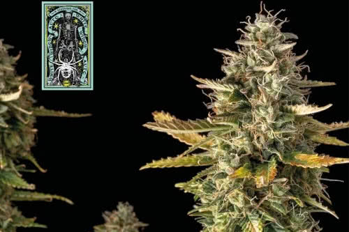 White Widow Autoflowering Seeds, trichome-rich legendary cannabis strain